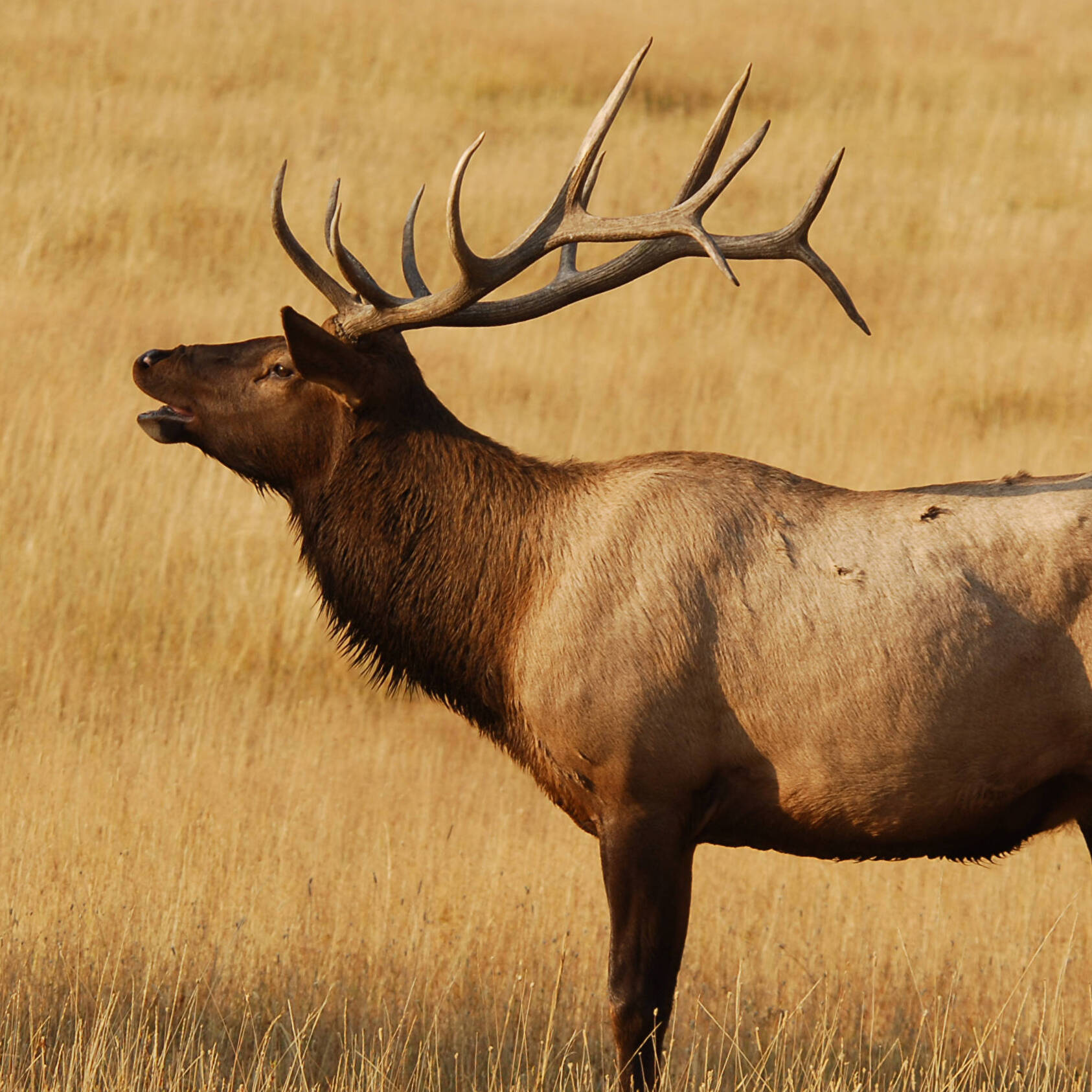 Ccara Pack Llamas, Hiking, Fly Fishing, Hunting Trips, Ranch Tours