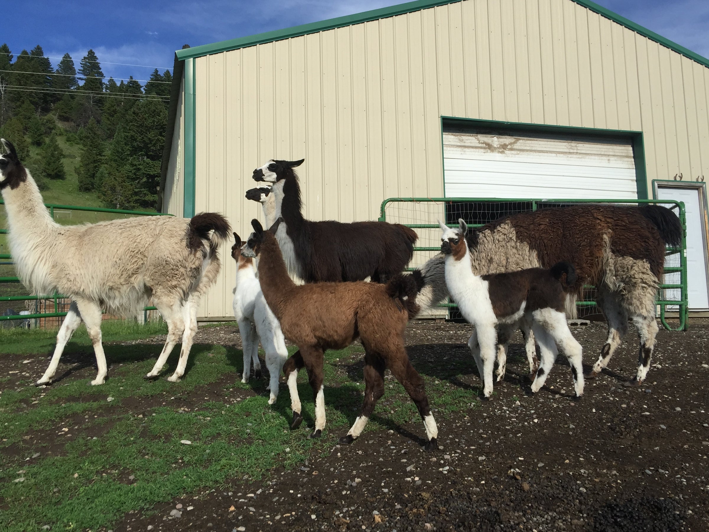 Ccara Pack Llamas, Hiking, Fly Fishing, Hunting Trips, Ranch Tours